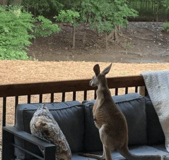 CAN I HAVE A Kangaroo as a Pet?
